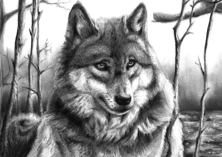 freude_am_zeichnen_47_Wolf