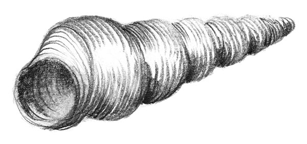 Die Abbildung zeigt eine Muschel mit Formschraffuren gezeichnet mit Bleistift