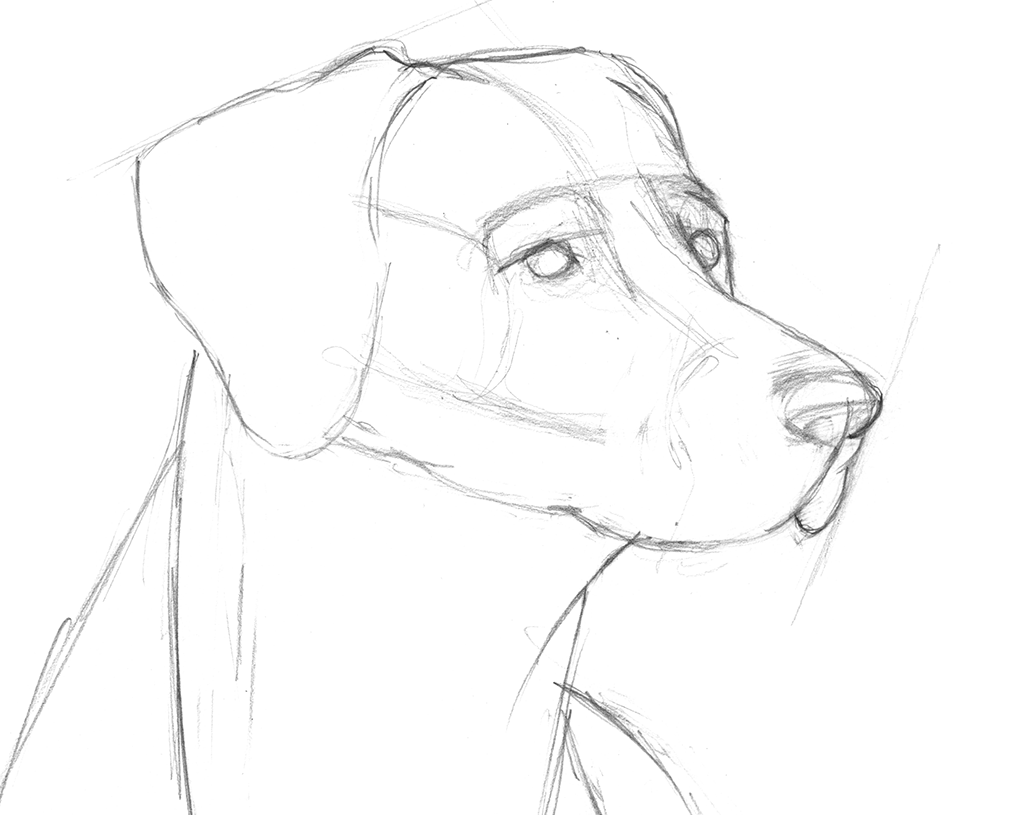 Die Abbildung zeigt den schrittweisen Aufbau eines Hundeporträts gezeichnet mit Bleistift., Aus der Zeitschrift Freude am Zeichnen & Malen Ausgabe 85.