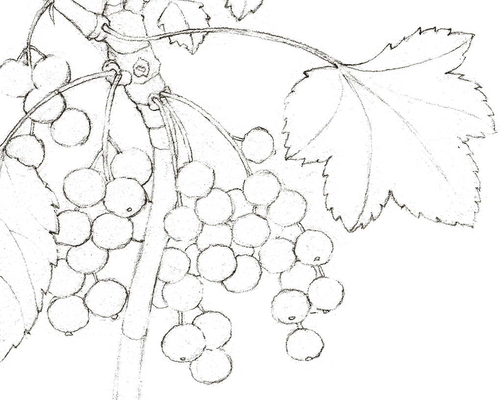 Die Abbildung zeigt den schrittweisen Aufbau von Johannisbeeren an einem Zweig gemalt in Aquarell und mit Bleistiftschraffuren ergänzt. Aus der Zeitschrift Freude am Zeichnen & Malen Ausgabe 86.