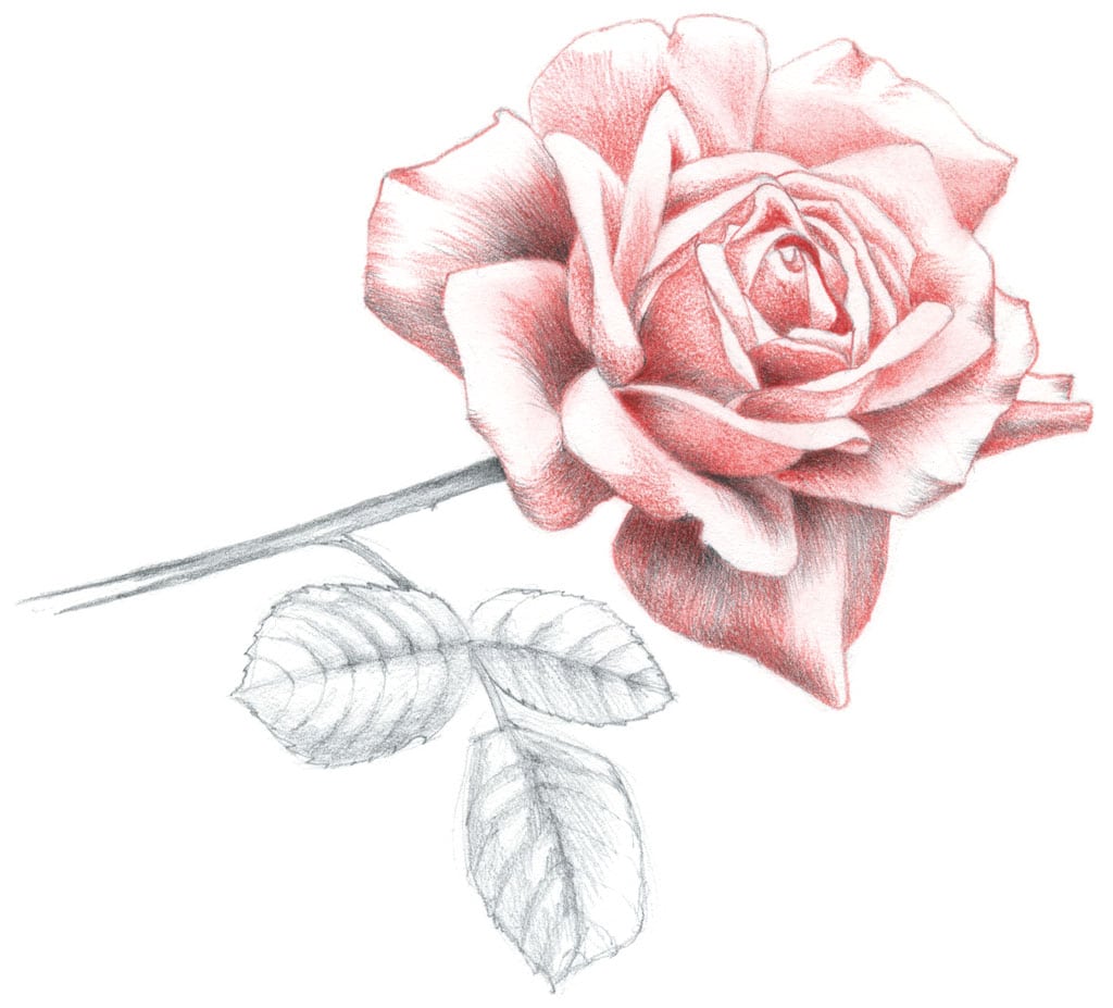 Die Abbildung zeigt eine gezeichnete Rose mit Farbstift und Bleistift.