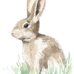 Kaninchen freude_am_zeichnen_und_malen