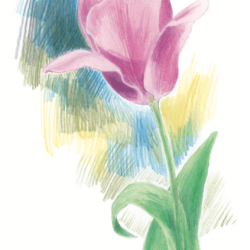 faz67-Tulpe